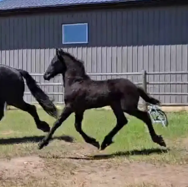2026 Friesian Colt By Alwin 469 in Horses & Ponies for Rehoming in Edmonton - Image 2