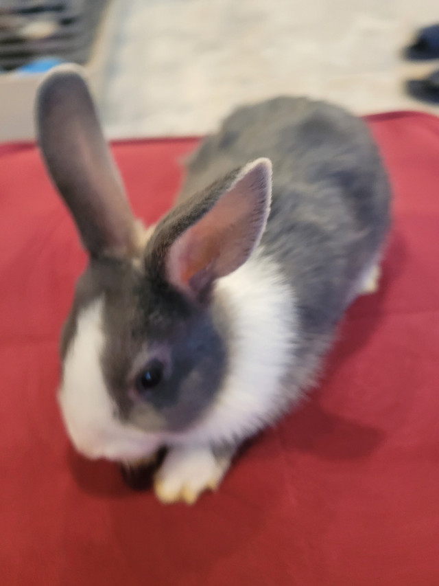 2 month female Bunnymix Netherland Dwarf/Rex in Small Animals for Rehoming in London
