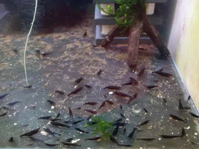 Neocaridina Shrimp, Aquarium Plants, Snails: FREE Amazon, View more