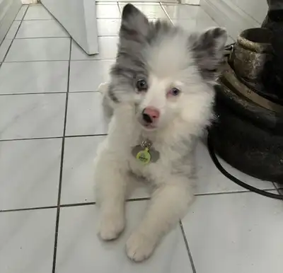 3 Months old Pomeranian for Sale, View more