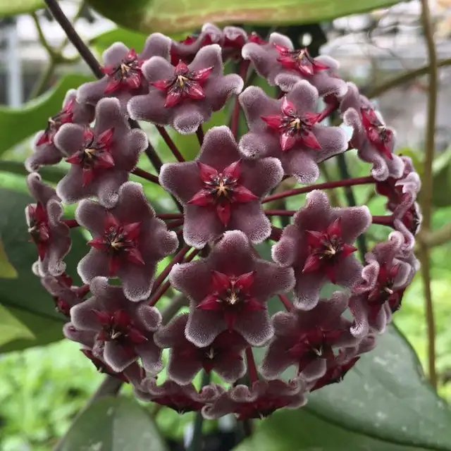 Hoya royal hawaian in Plants, Fertilizer & Soil in Longueuil / South Shore - Image 3