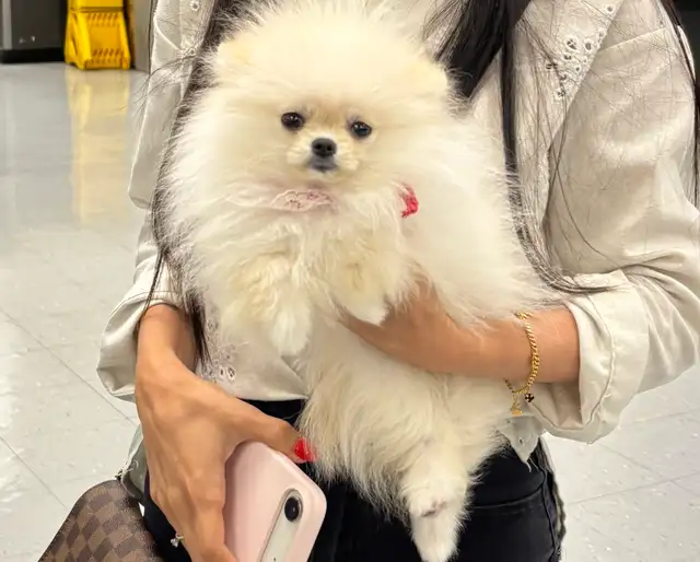 Top G Teacup  Pomeranian Puppy  (imported from South Korea) in Dogs & Puppies for Rehoming in Longueuil / South Shore - Image 8
