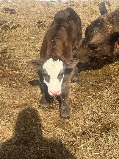 Looking for a a feed wagon. Not picky on type or size just needs to deliver silage.