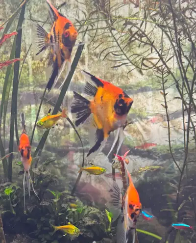 Red Devil Koi Angel Fish, View more