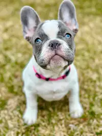 Pure bred CKC registered French Bulldog puppy for sale
