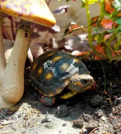 Red foot tortoise , View more