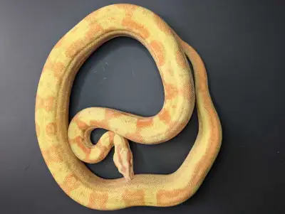 Motley jungle sunglow male 2023, View more