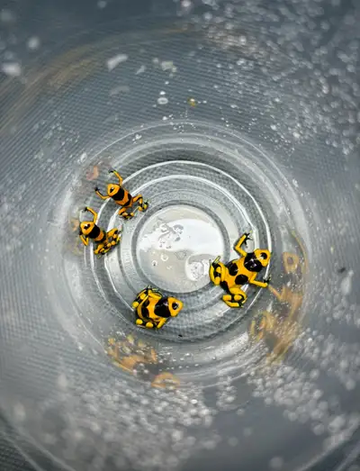 Dendrobate leucomela “Guyana Banded”, View more