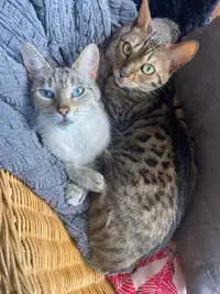 2 chattes bengal (mère et fille)