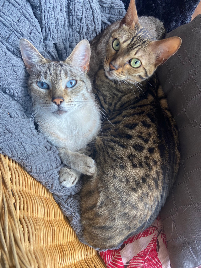 2 chattes bengal (mère et fille) dans Chats et chatons à adopter  à Laval/Rive Nord