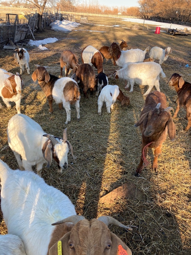 Goats for Sale Livestock Winnipeg Kijiji