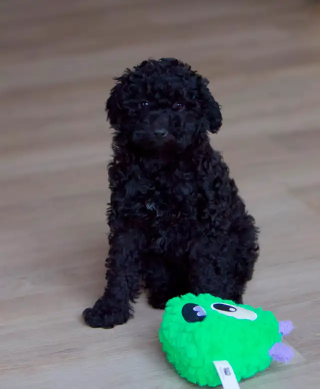 Minis Aussiedoodle F1B ... Adorable in Dogs & Puppies for Rehoming in Drummondville - Image 5