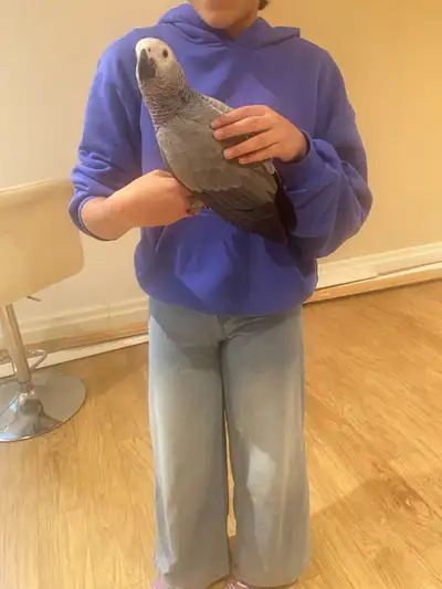 Selling a African grey baby girl 6 months old fully weaned, eats Tropicana pallets, fresh vegetables...