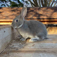 Rabbits for Sale (born March 5)