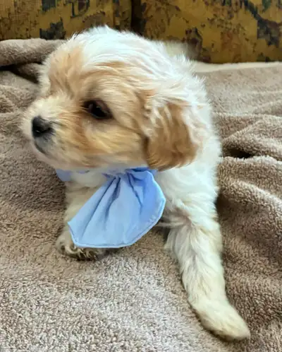 ❤️ Adorable Shih-Poo Male Puppy - Vet Checked and Vaccinated ❤️, View more