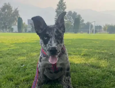 Australian shepherd x blue heeler puppy, View more