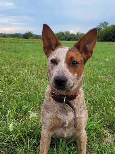 Ruby - my red heeler, View more