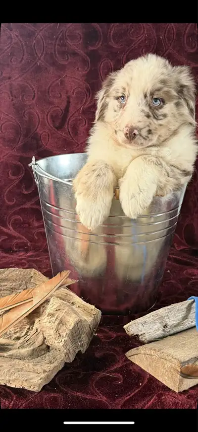 berger australien, View more