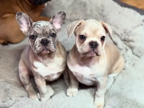We have 2 girls still looking for homes. They have seen the vet for their checkup, microchip and hav...