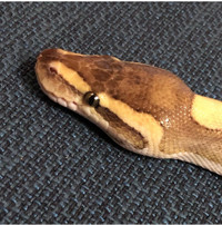 Python royal femelle 