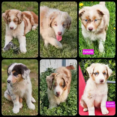 Bonjour, j'ai de beaux chiots qui se chercheront une nouvelle famille. Très bon chien de famille ave...