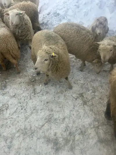 Lamb for sale and I’m buying lamb goats and beef let me know what you have please at 3065819636