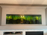 61 Gal Fish tank Aquarium