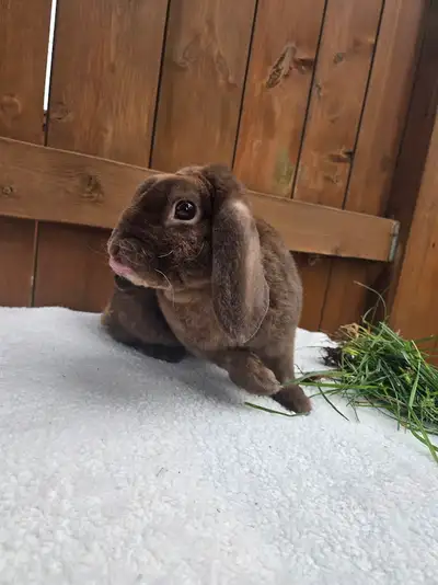 Mini Plush Lop Buck — "Mars" — Retiring Breeder BKB Chocolate Mars Bar "Mars" Imported lines 1 year...