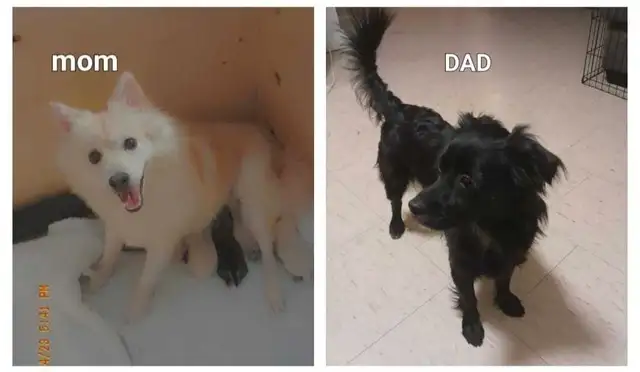 Victoria Day Price DropAdorable Pomeranian Mix Puppies in Dogs & Puppies for Rehoming in City of Toronto - Image 6