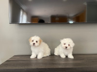 Beautiful Shichon Puppies! Shih-Tzu x Bichon Frise! ❤️