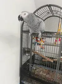  African gray parrot 