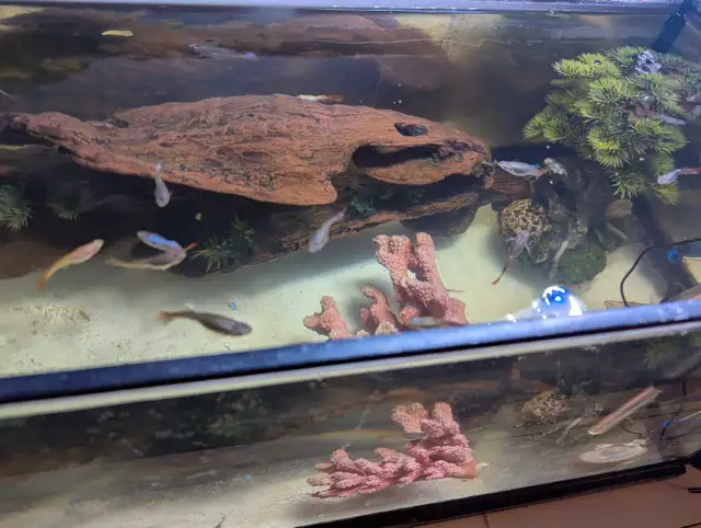 50 cents assorted guppies  in Fish for Rehoming in Markham / York Region - Image 6