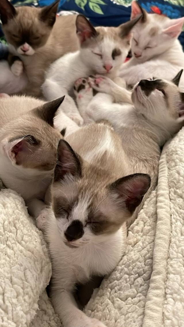 Beautiful BLUE EYES Siamese X Siamese Snowshoe Kittens Chats et