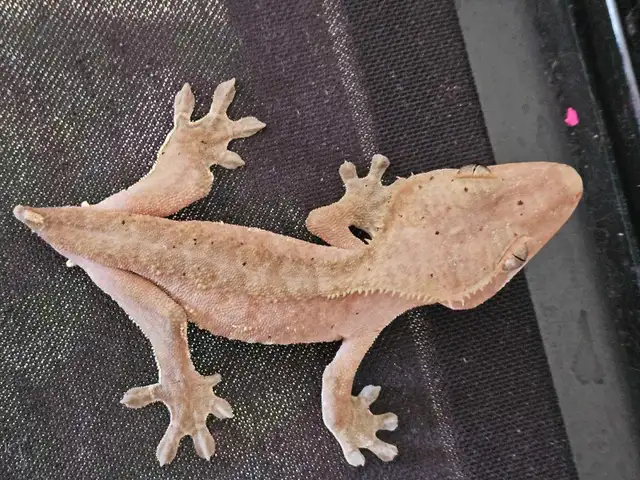Male Crested Gecko, Juvenile  in Reptiles & Amphibians for Rehoming in Saskatoon - Image 4