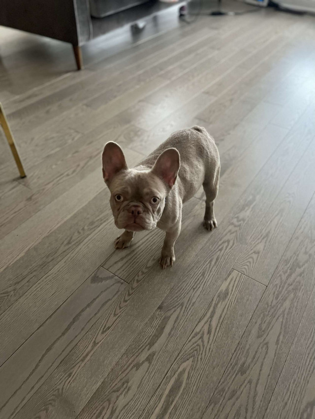 1 high quality mini French bulldog for sale  in Dogs & Puppies for Rehoming in City of Toronto