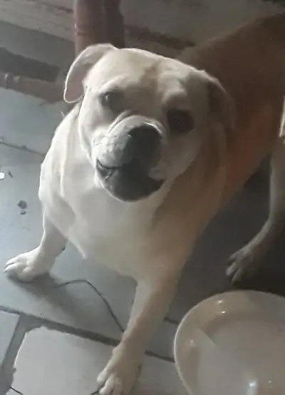 American Bulldogs & Pug all trained, needing homes!, View more