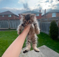 Beautiful Kitten for adoption