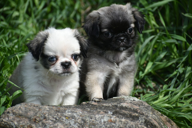 Pekingese X Pug Puppies in Dogs & Puppies for Rehoming in Belleville - Image 3
