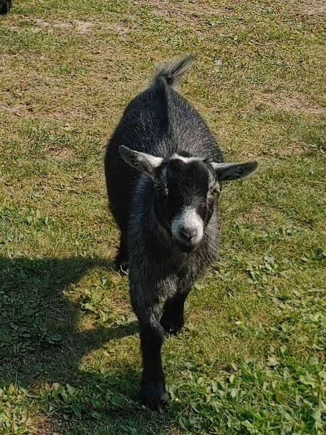 Registered pygmy buck in Livestock in Prince George - Image 2