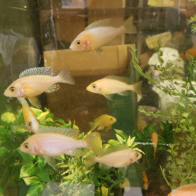 Cichlid Male for Sale in Fish for Rehoming in Calgary - Image 2