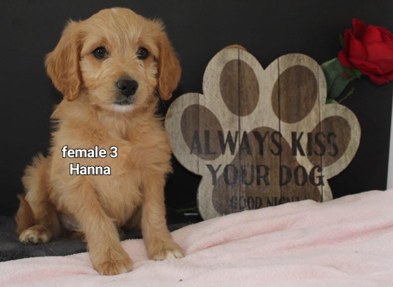 F1A Mini Goldendoodle Puppies Dogs & Puppies for Rehoming Kitchener