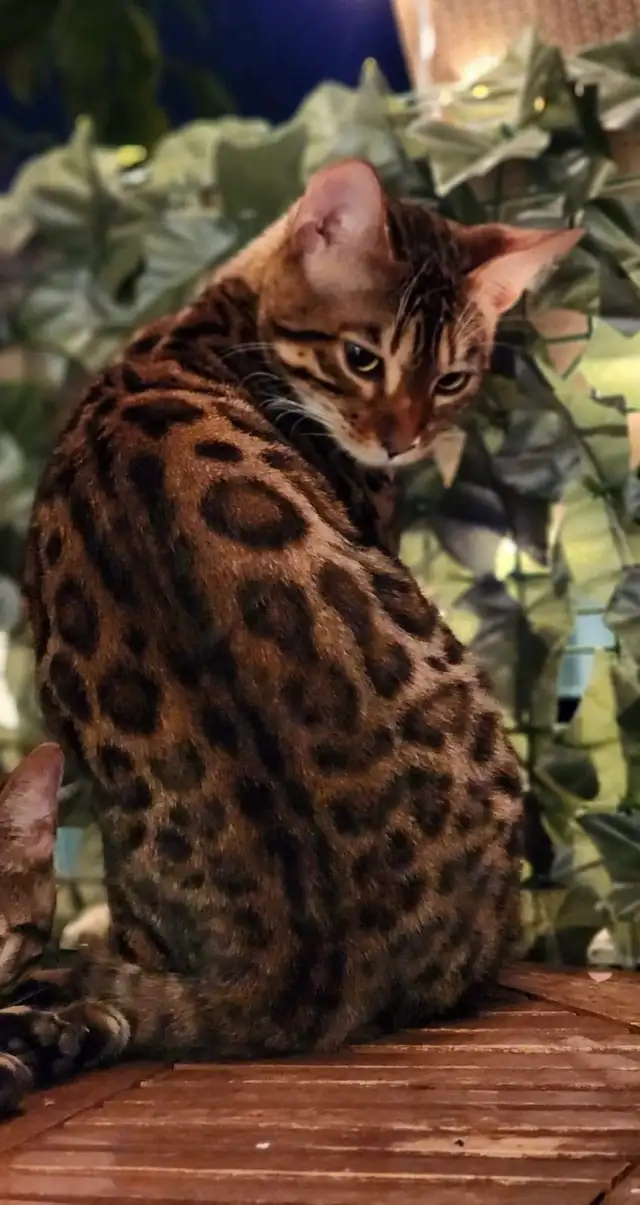 Bengal mix kitten in Cats & Kittens for Rehoming in Mississauga / Peel Region - Image 8