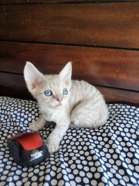 Devon Rex kittens Lilac-2 male VIDEO