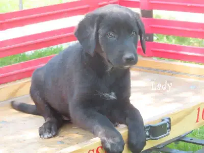 Border collie mix.  , View more