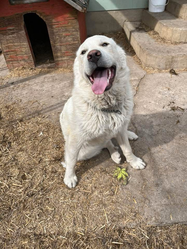 Pyranees in Dogs & Puppies for Rehoming in Saskatoon