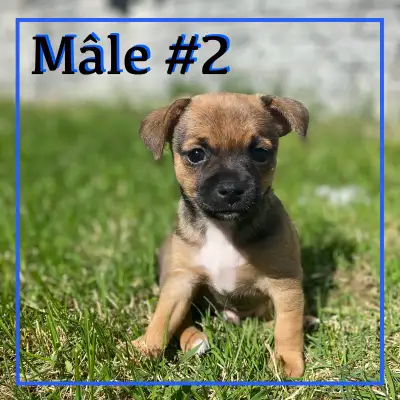 Chiots Jack Russell X Chihuahua, View more