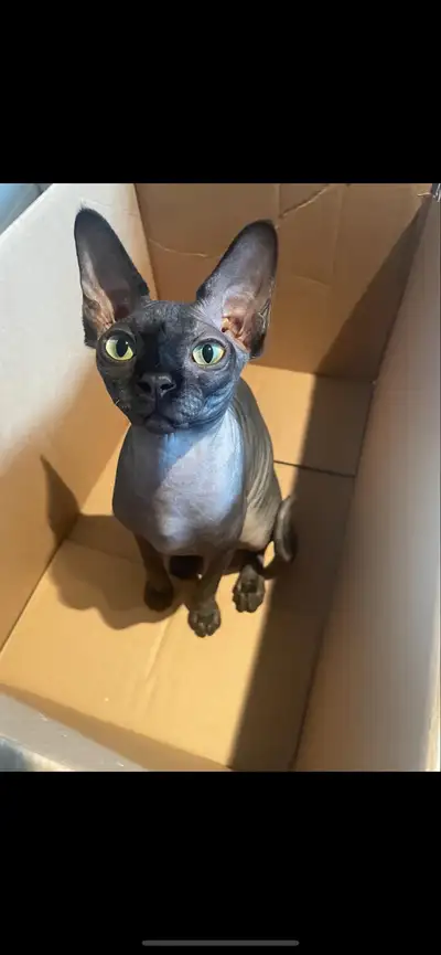SPHYNX mâle noir : 1800$ il a été vacciner 2x , vermifuger à plusieurs reprise, stériliser, quittera...