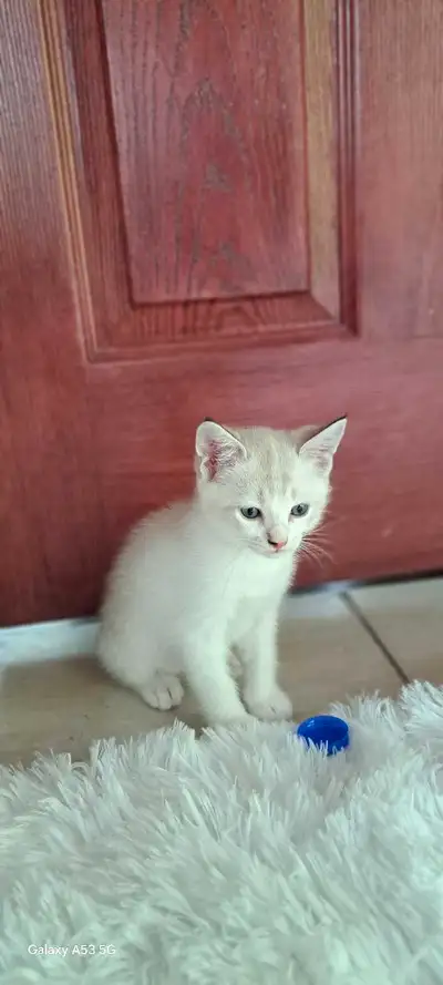 chaton de compagnies highland lynx, View more