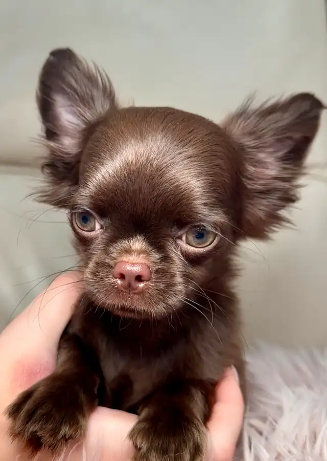 Rare Long-Haired Dark Chocolate Chihuahua Boy – Top Pedigree in Dogs & Puppies for Rehoming in Markham / York Region - Image 7