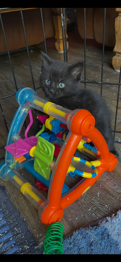 Happy, healthy kittens-$150.Elora, View more
